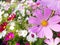 Insect on Cosmos flowers field