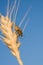 Insect crawling on wheat crops