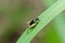 Insect cricket in green nature