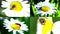 Insect on a Daisy(Camomile), Multiscreen Composition.