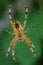 Insect. Detail of cross spider on the web