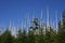 Insect Devastation â€“ Clingmanâ€™s Dome, Smoky Mountain National Park, Tennessee, USA