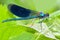 Insect dragonfly close up macro