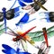 Insect dragonfly pattern in a watercolor style isolated.