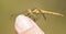 Insect dragonfly resting on a finger