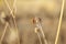 Insect on dried flower