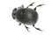 Insect dung beetle