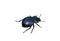 Insect dung beetle