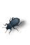 Insect dung beetle