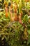 Insect-Eating plant Nepentes, tropical pitchers plants NepÃ„â€œnthes in greenhouse