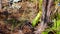 Insect eating plants grow in the bare mountains of South Manokwari.