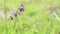 An insect on a Echium plantagineum - purple viper`s bugloss - wild flower