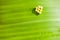 Insect eggs on a leaf