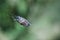 An insect entangled in a spider web, wrapped in sticky silk, macro