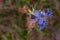 Insect on Eryngium amethystinum, also called amethyst eryngo