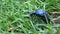 Insect European oil beetle Meloe proscarabaeus eating grass in spring