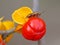 Insect Feeding On Bittersweet Berry