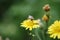 Insect feeds on the pollen of plants.