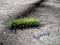 insect fire caterpillar