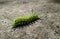 insect fire caterpillar