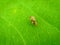 Insect flies on green leave
