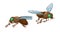 Insect Flies Side And Front View, Creatures Characterized By Two Wings, Cartoon Vector Illustration