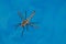 Insect floating on the blue water of a swimming pool