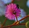 Insect on the flower Mimosa