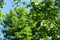 Insect on flowering branch of Crataegus