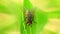 Insect Fly On A Leaf Macro Closeup Static HD Animal