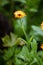 Insect flying over blooming calendula