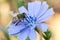 Insect foraging on a beautiful blue flower