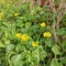 Insect foraging yellow buttercups