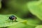 Insect in the forest, animal macro photo