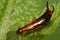 Insect (Forficula auricularia) close up