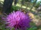 Insect gadfly on a purple Thistle flower