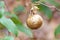 Insect Gall Wrapped in a Brown Leaf Hanging from a Branch