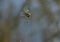 Insect Gerris lacustris, known as common pond skater or common water strider is a species of water strider, found in Europe have