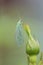 Insect Goldeneye (Latin. Chrysopidae)