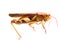 Insect grasshopper locust