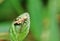 insect grasshopper is masked among green leaves in sunny