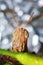 insect grasshopper is masked among green leaves in sunny for background