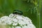 Insect green beetle sits on a white flower