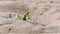 The insect green mantis sits on the sand