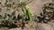 The Insect Green Mantis Sits on the Sand and Cleans its Paws