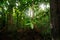 Insect in the green tropic forest. Leafhopper from Tangkoko NP, Sulawesi, Indonesia. Insect in the nature habitat, dark jungle,