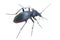 Insect ground beetle