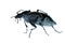 Insect ground beetle bug