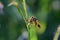 An insect having lunch.