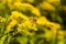 Insect (Helophilus trivittatus) with yellow flowers